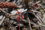 dwarf sundew